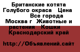 Британские котята Голубого окраса › Цена ­ 8 000 - Все города, Москва г. Животные и растения » Кошки   . Краснодарский край